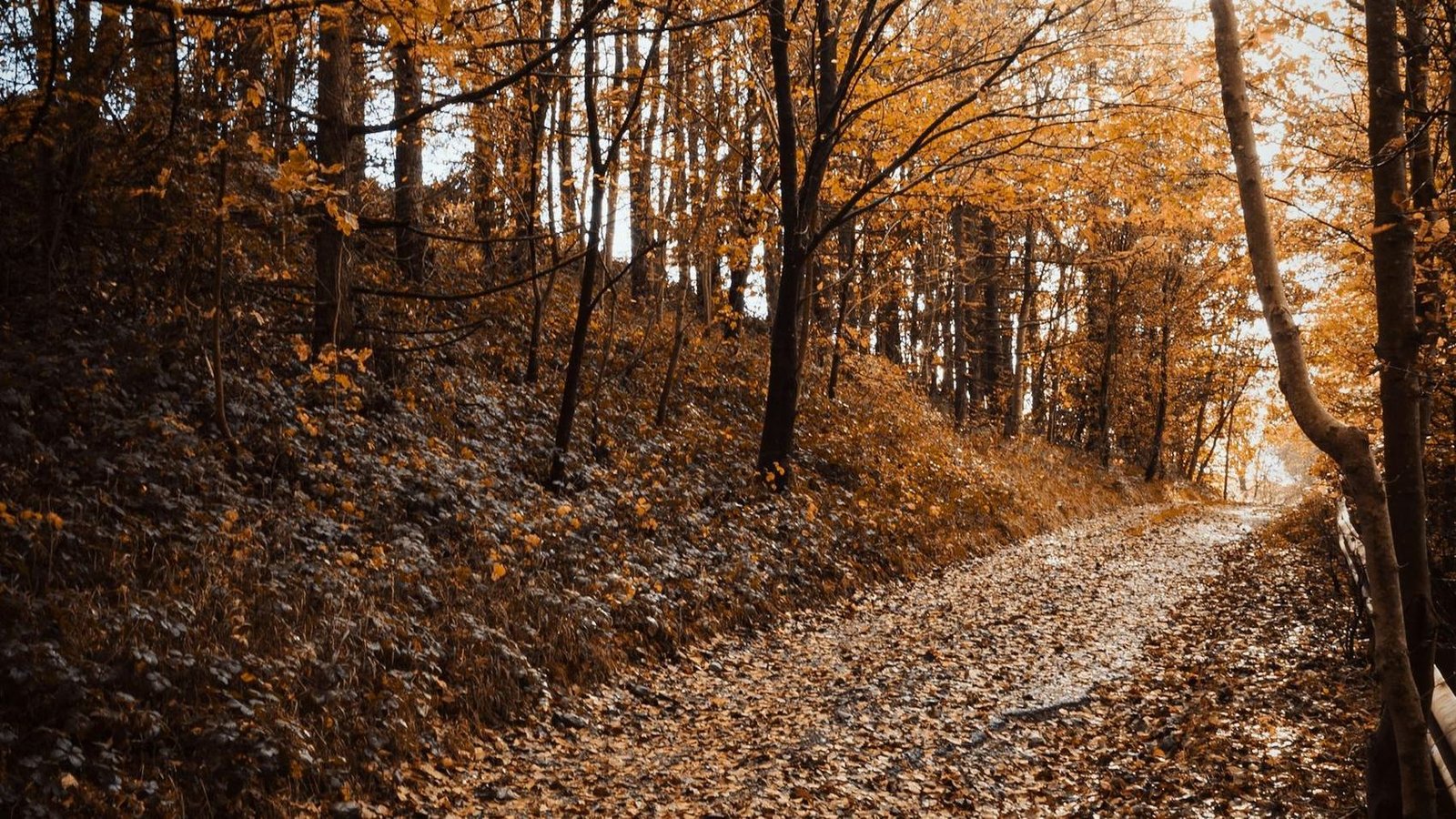 Sentiero coperto di foglie in un bosco d'autunno